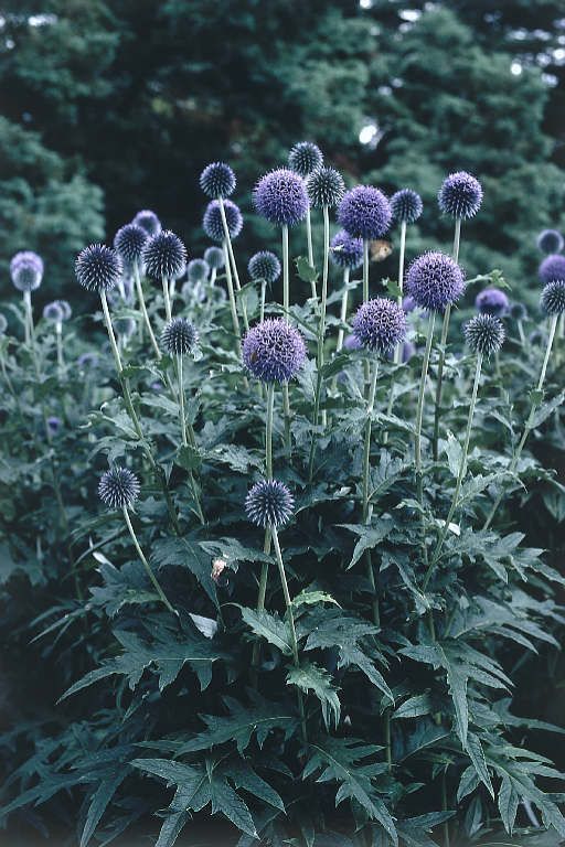 ECHINOPS RITRO - METALLIC BLUE - 0.25 GRAM ~ APPROX 300 SEEDS