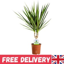 Dracaena Marginata - 1 Plant - House/Office Live Indoor Pot Plant Tree In 11cm