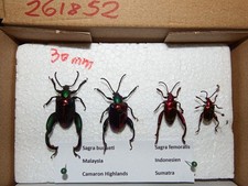 Insekten  1 Paar Sagra buqueti gro&szlig; und 1 Paar Sagra femoralis  #261852