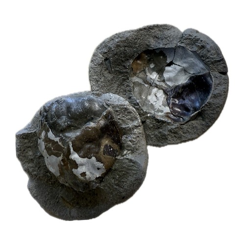 Rare Unprepared Crab in Nodule Cretaceous Age From Washington State, 5cm