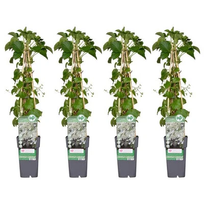 Hydrangea petiolaris Kletterhortensie 4 Stück 65 cm hoch Ø 15 cm Kletterpflanze - Bild 1 von 4