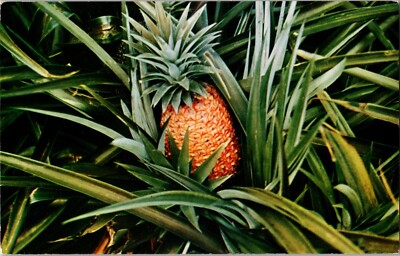 Postcard Pineapple Growing Fruit Hawaii
