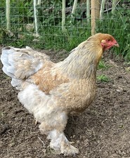 Brahma large fowl Chicken eggs 