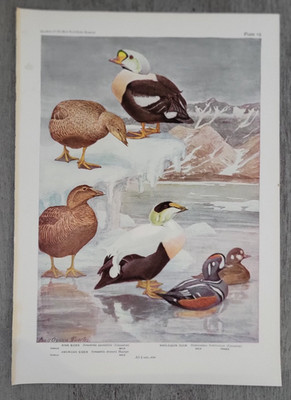 KING EIDER AMERICAN EIDER HARLEQUIN DUCK by Louis A. Fuertes 1936 Bird Print