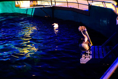 1950s Marine Studios Florida Pelicans Dolphin Tank Photo 35mm Glass Slab Slide