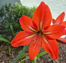 1 Amaryllis Bulb Red Or Red White