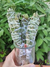 3x Bâtonnets Sauge blanche bio de France  12cm