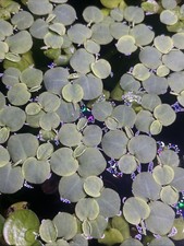 Red Root Floaters Live. Not So Red Right Now, However Still Healthy And Thriving