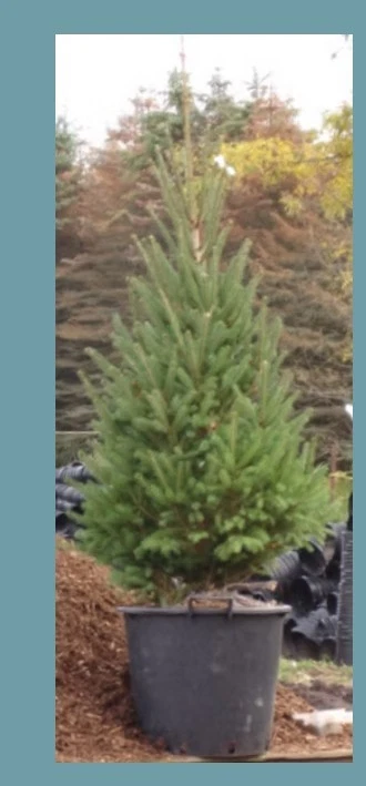Montrose Spire White Spruce 1-2ft H Outdoor Evergreen Deer Resistant Tree - Image 4 of 4