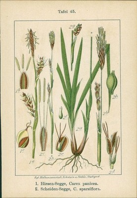 Lithographie: 1. Hirsen-Segge, Carex panicea. 2. Scheiden-Segge, O. sparsiflora.