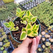 Crassula sarmentosa 'Comet' Variegata Succulent Plant