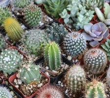 25+ Mixed Cactus seeds , mix succulent seeds | USA Free Shipping .