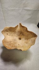 Natural Sea Sponge, Cup Sponge.