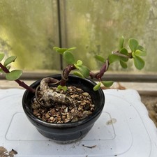 Dwarf Jade bonsai tree In Nice Pot. - Portulacaria Afra