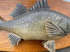 Rare Maine White Perch Carved Lawrence Irvine Fish Winthrop Me Fishing