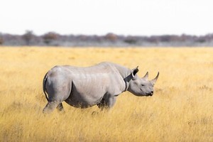 RhinoDomains.com - Premium Brandable Domain Name - Strong & Authoritative