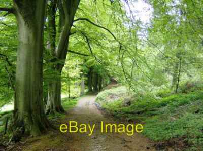 Foto 6x4 In den Wald North Brewham Blick nach Norden aus der Nähe des Foo c2007