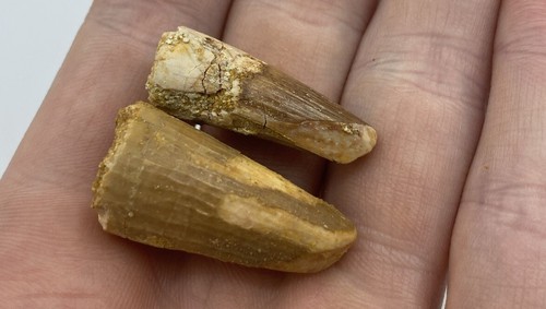 Spinosaurus Teeth Dinosaur F0SSIL Before T Rex Cretaceous K326 - Picture 3 of 3