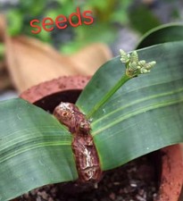 RareSucculent plant Welwitschia mirabilis seeds30/50/100pcs