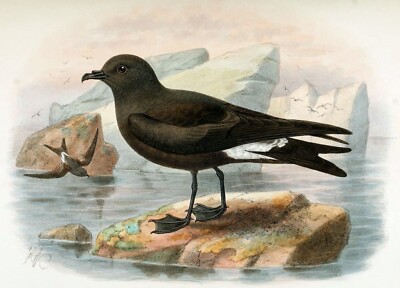 GUADALUPE STORM PETREL BIRD GLOSSY POSTER PICTURE PHOTO PRINT BANNER 10170