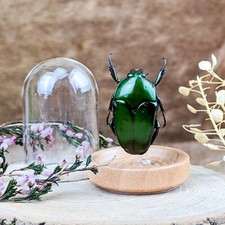 Real Flower Beetle Glass Dome Display Specimen Bug Entomology Taxidermy