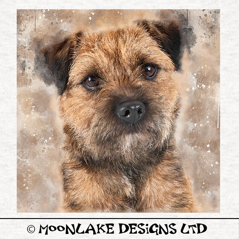 Cotton terrier cheap