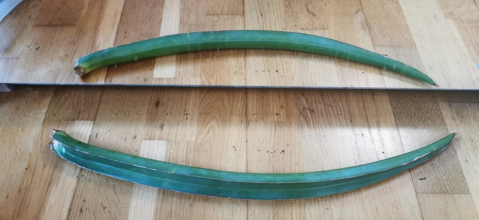 Ein Blatt von Sansevieria ehrenbergii - Samurai/Salaf (Yemen) - Bild 2 von 2