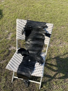 Genuine Wild Alligator Belly Hide In Black