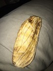Picture 12 of 12