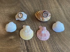 candles in seashells