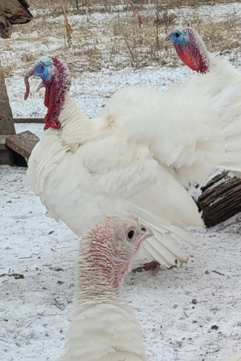 8 Fertile Midget White Heritage Turkey Hatching Eggs eBay