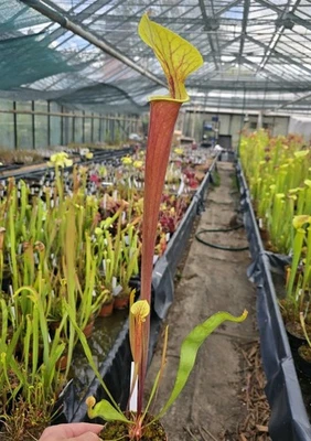 Sarracenia flava var. rubricorpora - MK F65,fleischfressende Pflanzen,winterhart - Bild 1 von 2