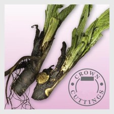 Russian Comfrey Live easy CROWN Cuttings - Bocking 14 Cultivar