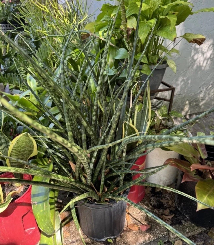 Sansevieria Fernwood Mikado