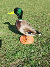 Beautiful taxidermy base!!