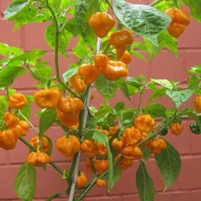 100 ORANGE Scotch Bonnet Pepper Seeds | 100 Seeds | Heirloom Non-GMO Seeds USA