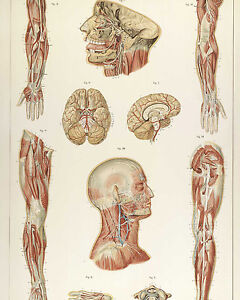 Nervous System Anatomical Chart