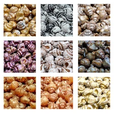 Rutkovsky 111-95009 Murex Shell Pressed Beads Czech Glass 15x12mm Size 8 Pieces