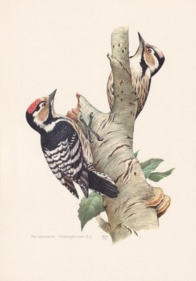 1960 LESSER FLECKIGER SPECHTER Vogel Druck - Vintage Wandkunst - 7,5 x 10,6 Zoll