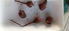 Tubérculos de alcachofa Jerusalén orgánicos rojos M S 5+1 gratis listos para plantar