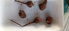 5+1 free M S red  organic Jerusalem Artichoke  Tubers ready FOR PLANTING