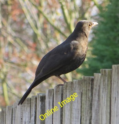 Foto 6x4 weibliche Amsel Malton\/SE7871 Turdus merula - hier zu sehen auf einer c2014