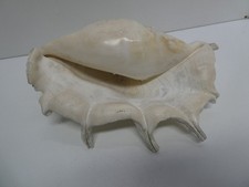 VINTAGE SPIDER LAMBIS CONCH SEA SHELL - NICE OLD DECORATIVE PIECE