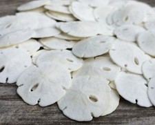 Real Sand Dollars 0.50" to 0.75" 50 Pack Sand Dollar Wall Art Ornament ...