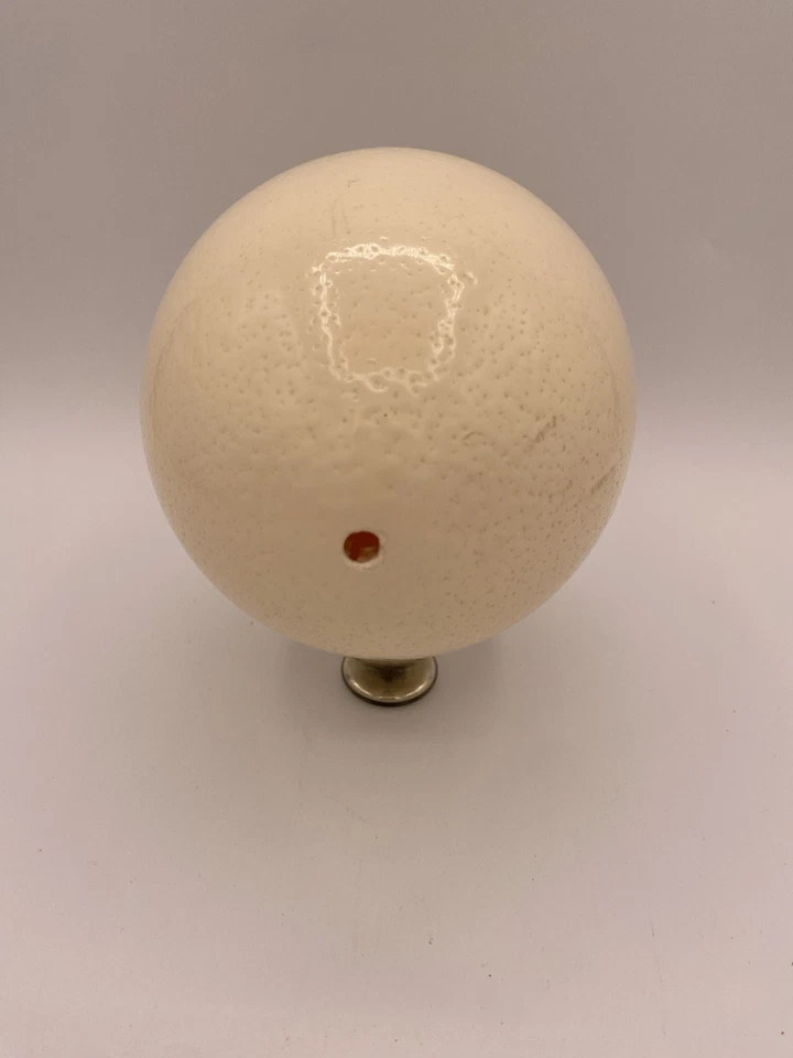 cáscara de huevo de avestruz Foto 3 de 3