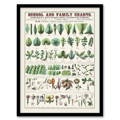 Willson and Calkins Chart No XIX Vintage Botanical Framed Wall Art Print A3/A4
