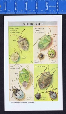 STINK BUGS -1952 Dept of Agriculture Insect Illustration