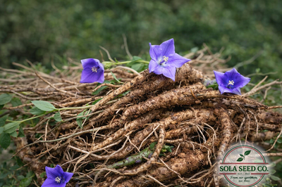 100 Balloon Flower Seeds, Platycodon grandiflorus, Chinese bellflower | eBay