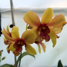 Dendrobium Pinwattana Comes in 4" Pot Plant From Hawaii