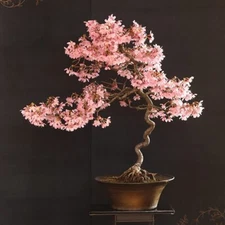 20 Japanese Flowering Cherry Blossom Rare Bonsai Seeds - Pink Flowering Tree